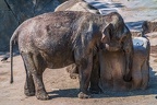 0110-asian elephant