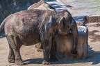0111-asian elephant