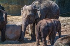 0112-asian elephant