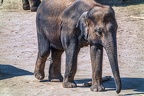0115-asian elephant