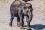 0116-asian elephant