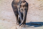 0117-asian elephant