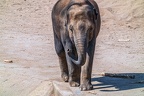 0118-asian elephant