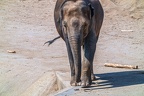 0119-asian elephant