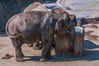 0126-asian elephant