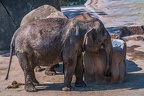 0127-asian elephant