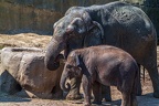 0133-asian elephant