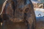 0136-asian elephant