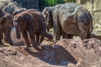 0140-asian elephant