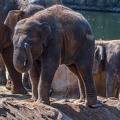 0151-asian elephant