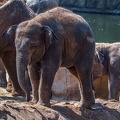 0153-asian elephant