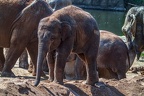 0163-asian elephant