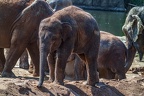 0166-asian elephant