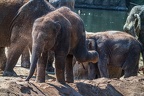 0169-asian elephant