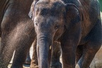 0178-asian elephant