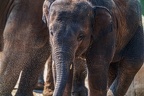 0179-asian elephant