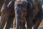 0180-asian elephant