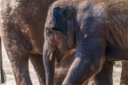0188-asian elephant