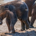 0196-asian elephant