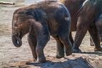 0196-asian elephant