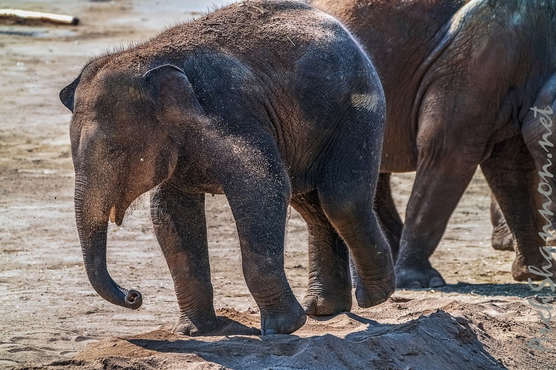0197-asian elephant.jpg