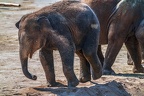 0197-asian elephant