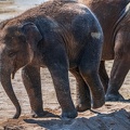 0198-asian elephant