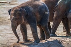 0198-asian elephant