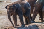 0199-asian elephant