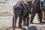 0206-asian elephant