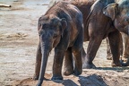 0207-asian elephant