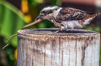 0313-air show - laughing hans kookaburra