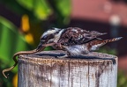 0348-air show - laughing hans kookaburra