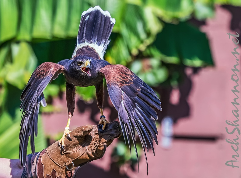 0404-air show - buzzard