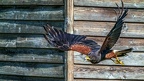 0439-air show - buzzard