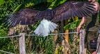 0525-air show - bald eagle