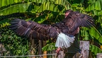 0531-air show - bald eagle