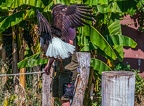 0534-air show - bald eagle