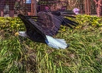 0547-air show - bald eagle