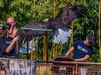 0559-air show - bald eagle