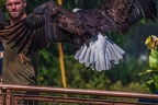 0564-air show - bald eagle
