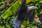 0566-air show - bald eagle