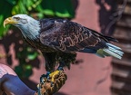 0582-air show - bald eagle