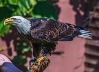 0583-air show - bald eagle