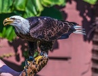 0585-air show - bald eagle