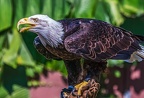 0591-air show - bald eagle