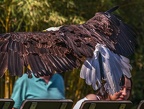 0592-air show - bald eagle