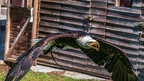 0624-air show - bald eagle
