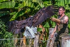0628-air show - bald eagle