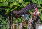 0629-air show - bald eagle